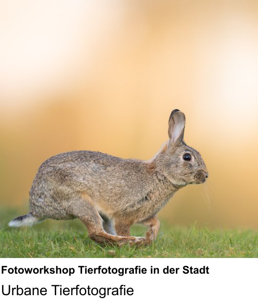 Bildgestaltung und Fotoworkshop Tierfotografie in der Stadt im Fotokurs Salzburg