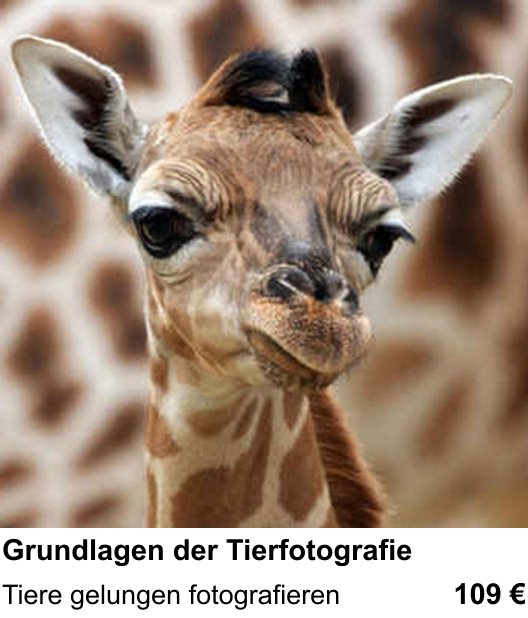 Bildgestaltung und Grundlagen der Tierfotografie im Fotokurs Salzburg