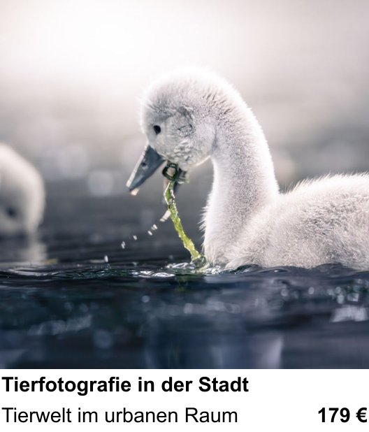 Bildgestaltung und Tierfotografie in der Stadt im Fotokurs Salzburg