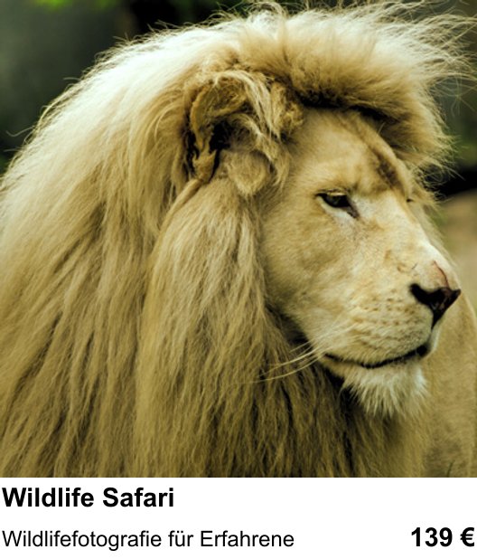 Bildgestaltung und Wildlife Safari im Fotokurs Salzburg