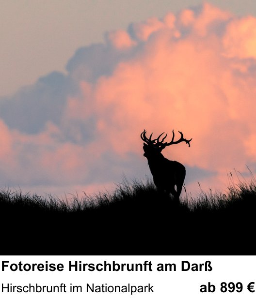 Authentischer Fotokurs über Fotoreise Hirschbrunft am Darß: Hirschbrunft im Nationalpark