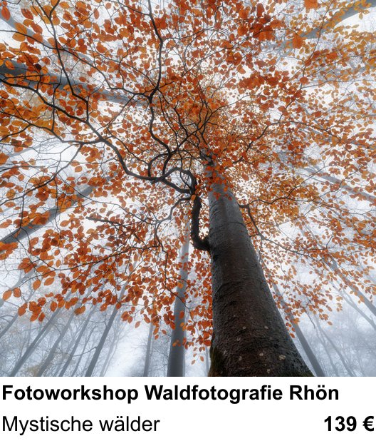 Authentischer Fotokurs über Fotoworkshop Waldfotografie Rhön: Mystische wälder