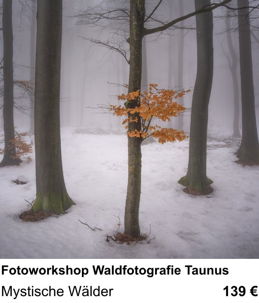 Authentischer Fotokurs über Fotoworkshop Waldfotografie Taunus: Mystische Wälder