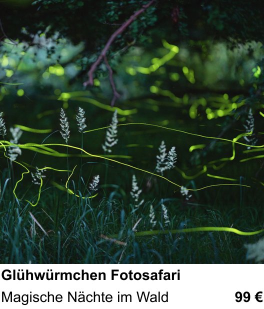 Authentischer Fotokurs über Glühwürmchen Fotosafari: Magische Nächte im Wald