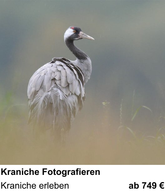 Authentischer Fotokurs über Kraniche Fotografieren: Kraniche erleben