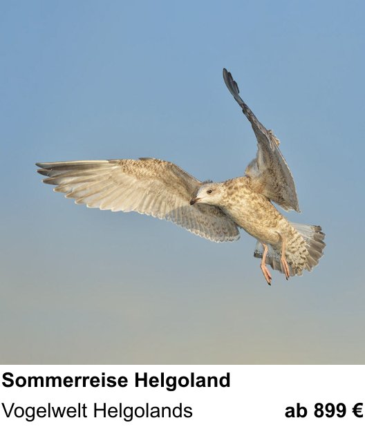 Authentischer Fotokurs über Sommerreise Helgoland: Vogelwelt Helgolands