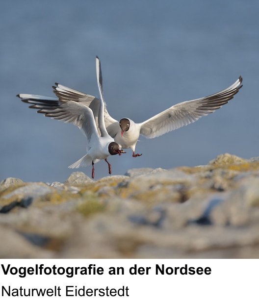 Authentischer Fotokurs über Vogelfotografie an der Nordsee: Naturwelt Eiderstedt