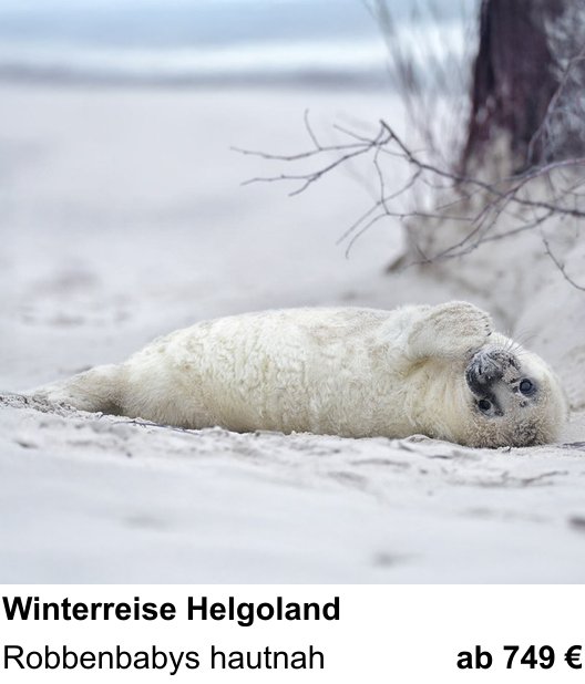 Authentischer Fotokurs über Winterreise Helgoland: Robbenbabys hautnah