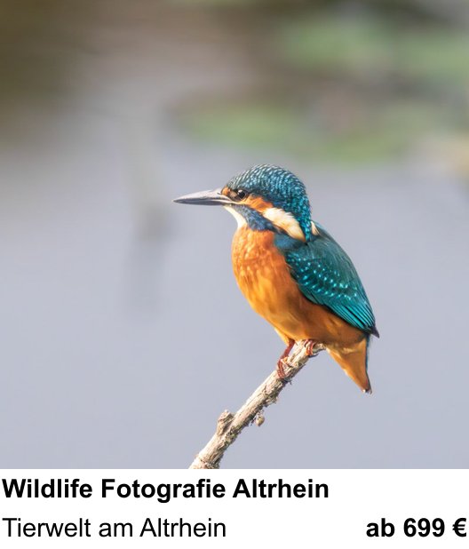 Authentischer Fotokurs über Wildlife Fotografie Altrhein: Tierwelt am Altrhein